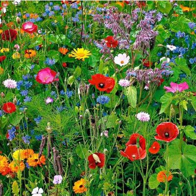 Bird & Butterfly Wildflower Seeds Mix