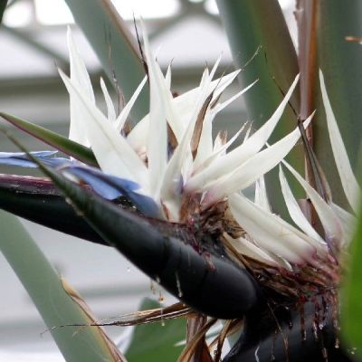 Graines Strelitzia Nicolai (Graines Oiseau du Paradis Géant Blanc)