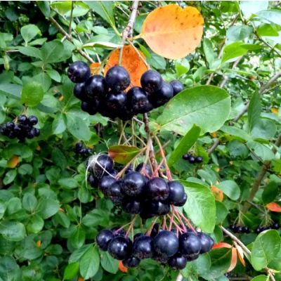 Graines Aronia Melanocarpa