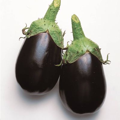 Graines Aubergine Black King