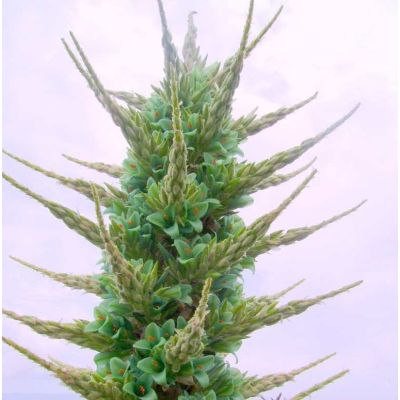 Graines Puya Berteroniana (Puya Bleu, Graines Bromeliacée)