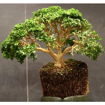 Graines Buxus Sempervirens (Buis toujours vert)