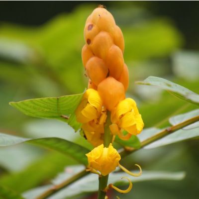 Graines Senna Alata (Graines Bougie de Noël)