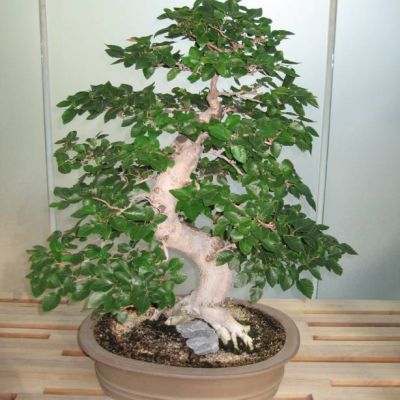 Graines Carpinus Coreana