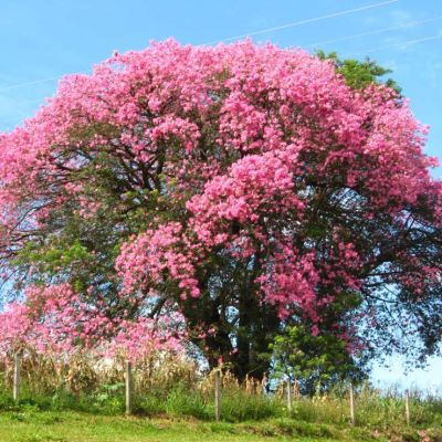 Graines Chorisia Speciosa (Graines Ceiba Speciosa)