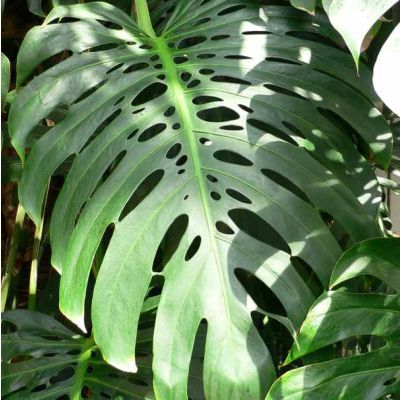 Graines Monstera Deliciosa (Graines Faux Philodendron, Graines Monstera Délicieux)
