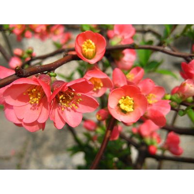 Graines Chaenomeles Speciosa (Cognassier du Japon)