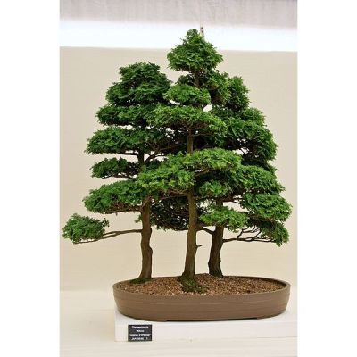 Graines Chamaecyparis Obtusa (Graines Cyprès du Japon ou Hinoki Faux-Cyprès)