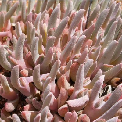 Graines Cheiridopsis Denticulata