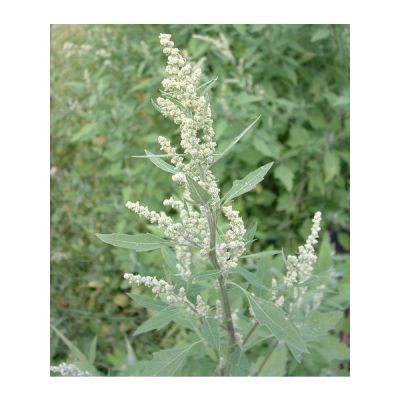 Graines Chenopodium Album (Graines Chénopode Blanc)