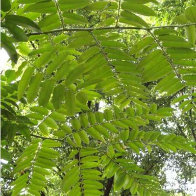 Graines Acajou de Chine (Toona sinensis)