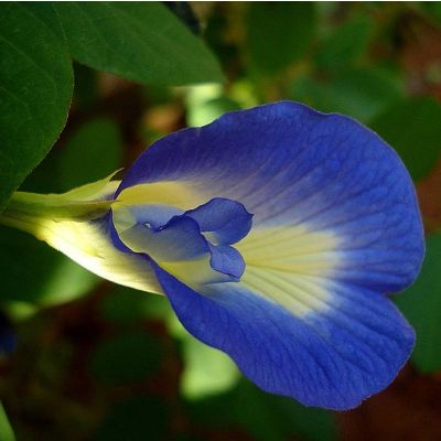 Butterfly Pea Seeds (Clitoria ternatea)
