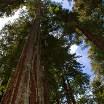 Graines Sequoia Sempervirens (Graines Sequoia à Feuilles Persistantes)