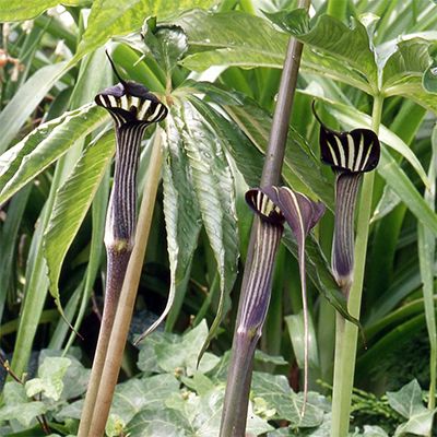 Graines Arisaema Concinnum (Graines Arisème Chinois)