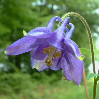 Graines Ancolie Commune (Aquilegia vulgaris)