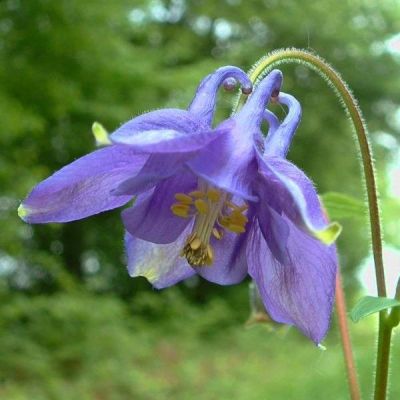 Columbine Seeds (Aquilegia vulgaris)