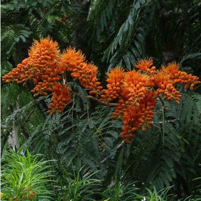 Graines Colvillea Racemosa