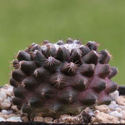 Graines Copiapoa Humilis