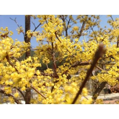 Graines Cornouiller Officinal (Cornus officinalis)