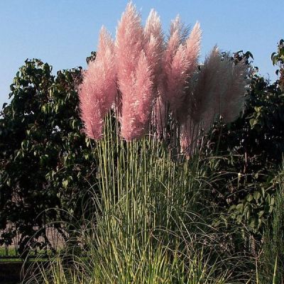 Graines Cortaderia Selloana Rose (Graines Herbe de la Pampa Rose)