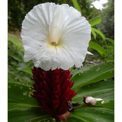 Graines Costus Speciosus (Graines Coste, Canne d'eau)