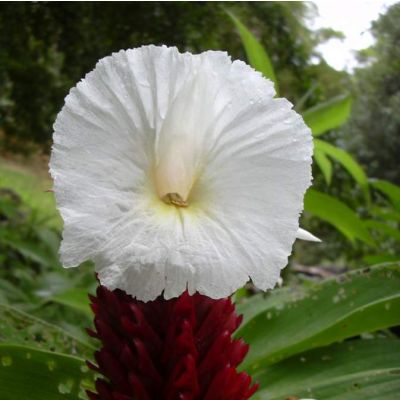 Costus Speciosus Seeds (Crepe Ginger)