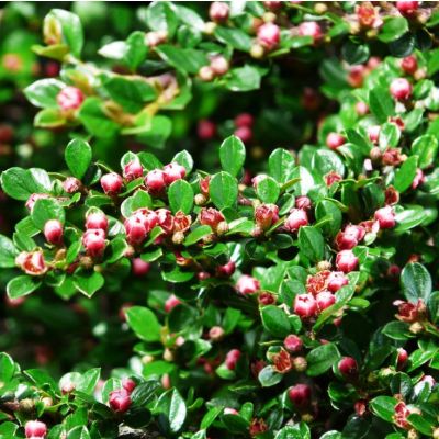 Graines Cotoneaster Horizontalis (Cotoneaster horizontal ou rampant)