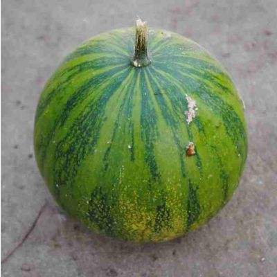 Graines Cucurbita Ecuadorensis