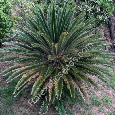 Graines Cycas Revoluta (Graines Sagoutier Revoluta, Graines Cycad)