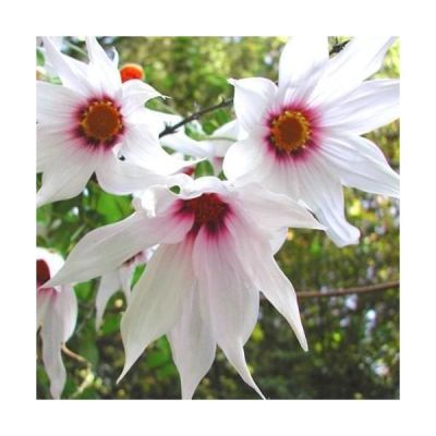 Graines Dahlia Campanulata
