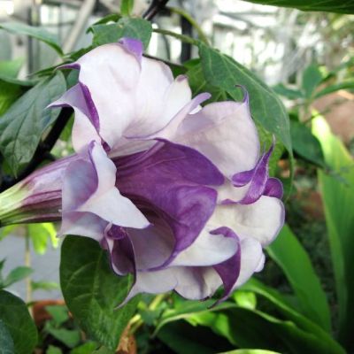 Graines Datura Mauve Double