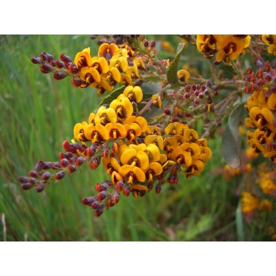 Graines Daviesia Latifolia