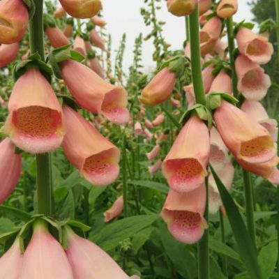 Graines Digitalis Purpurea Apricot