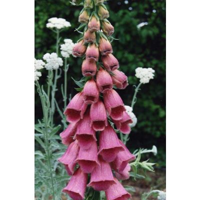 Graines Digitalis Mertonensis