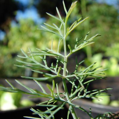 Graines Aneth (Anethum graveolens) *BIOLOGIQUE*