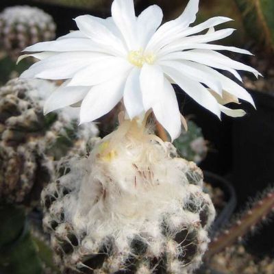 Graines Discocactus horstii