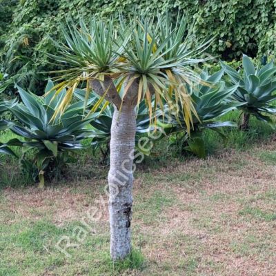 Graines Dracaena Draco (Graines Dragonier des Canaries)