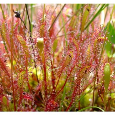 Graines Drosera Anglica (Tempérée)