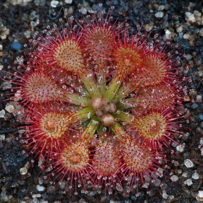 Graines Drosera Capillaris (Sud Américaine)