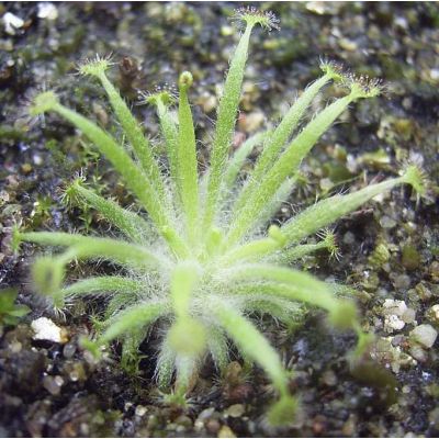 Graines Drosera Dilatato-Petiolaris