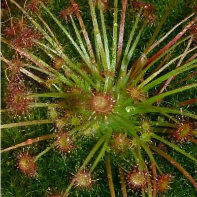 Graines Drosera Paradoxa (Petiolaris-Complexe)