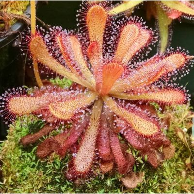 Graines Drosera Venusta