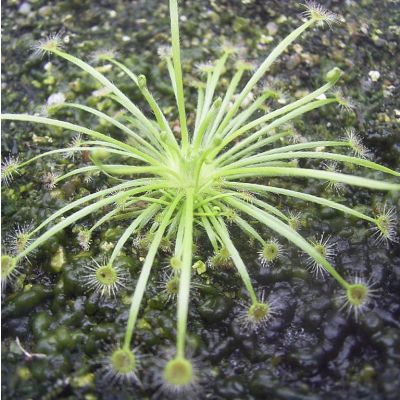 Graines Drosera Broomensis (Petiolaris-Complexe)