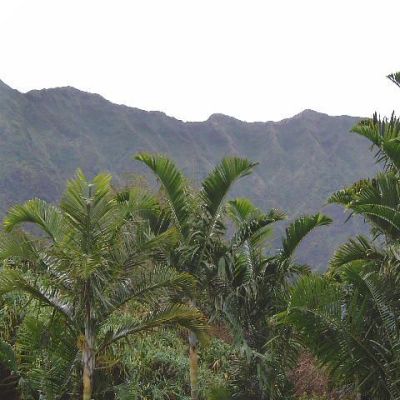 Graines Dypsis Pembana