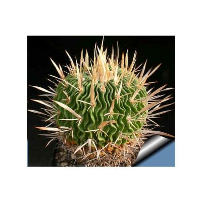 Graines Echinofossulocactus (En Mélange)