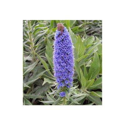 Echium Fastuosum Seeds (Echium Candicans, Pride of Madeira Seeds)