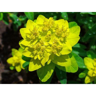 Graines Euphorbia Epithymoides (Graines Euphorbia Polychroma)