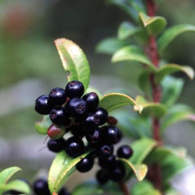 Graines Vaccinium ovatum