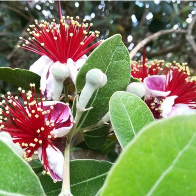 Graines Goyavier du Brésil (Feijoa sellowiana)