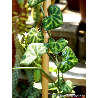 Graines Zehneria Pallidinervia (Graines Melothria Pallidinervia)